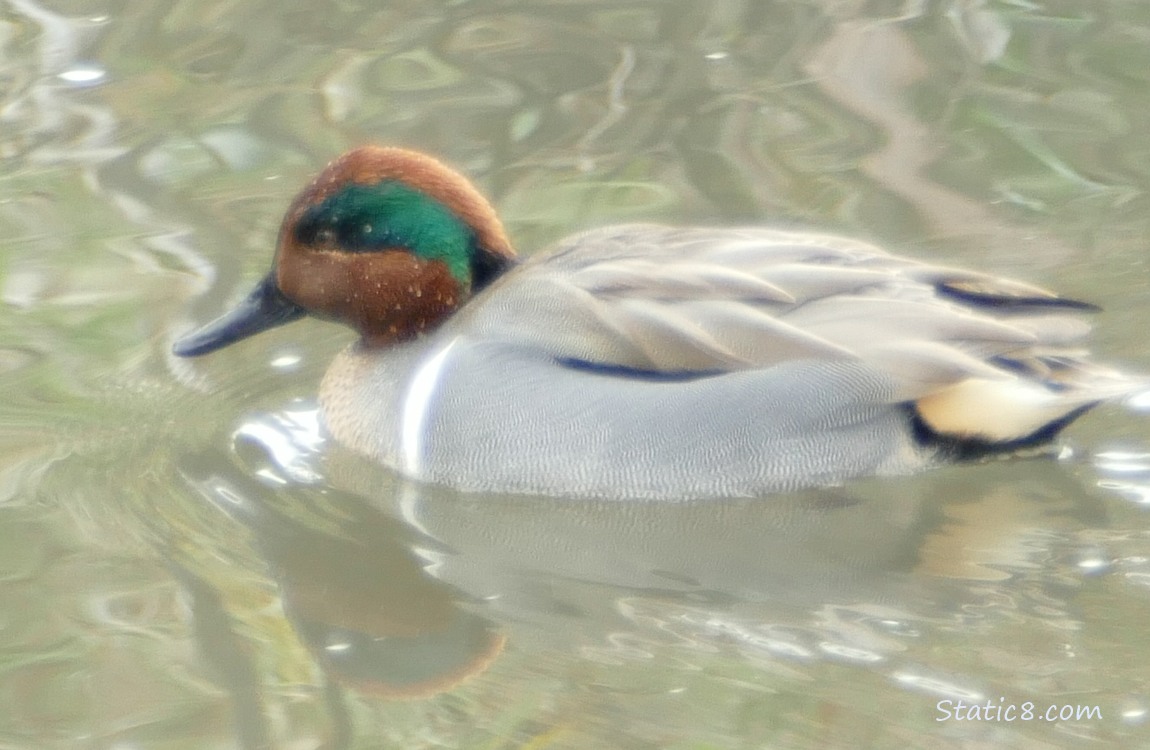 Male Green Wing Teal paddling on the water