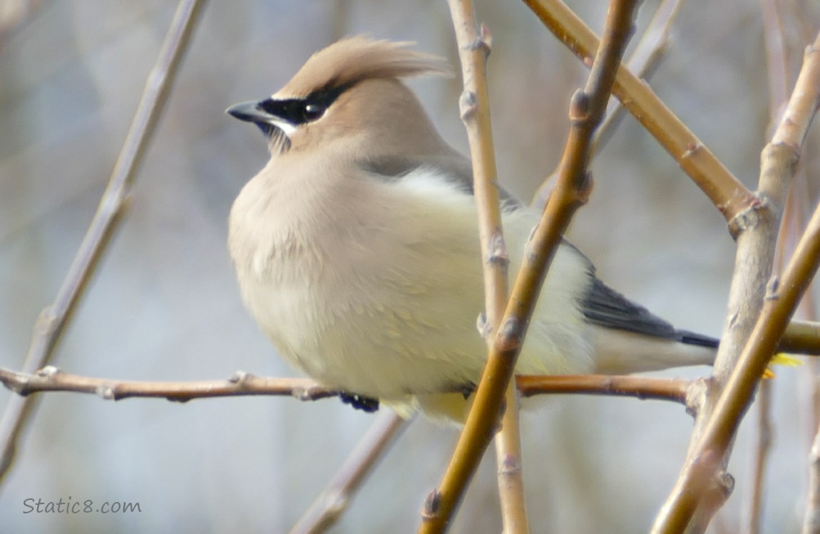 Cedar Waxwing  standing on a branch, surrounded by sticks