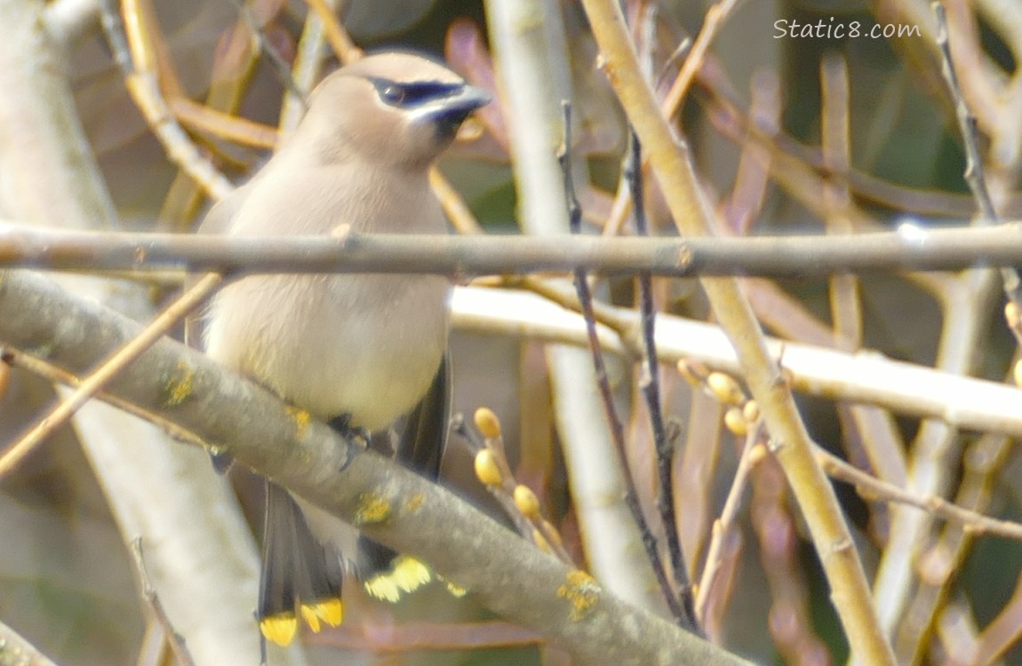 Cedar Waxwing standing on a branch, surrounded by sticks