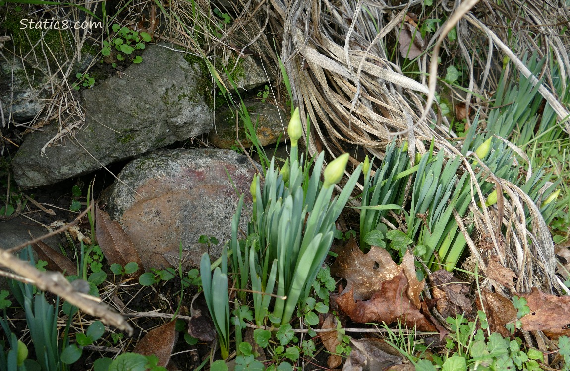 Daffodils, buds not blooming yet