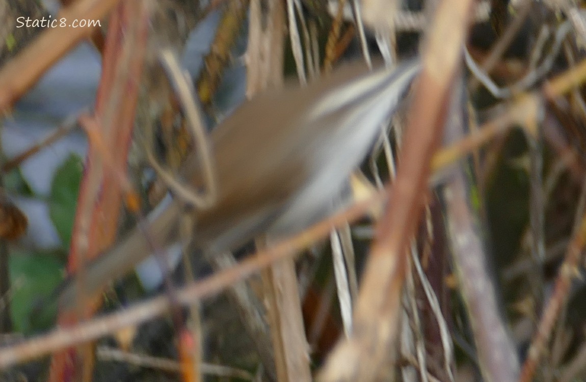 Motion blur Bewick Wren, surrounded by sticks