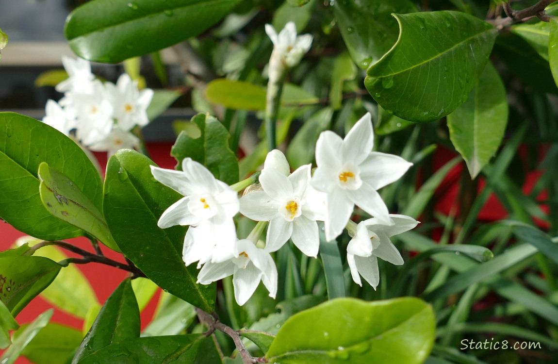 Paperwhite Narcissus blooms