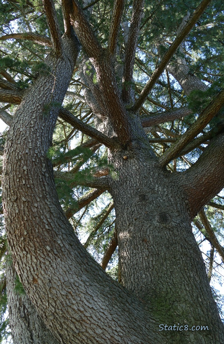 Looking up at a big fir tree