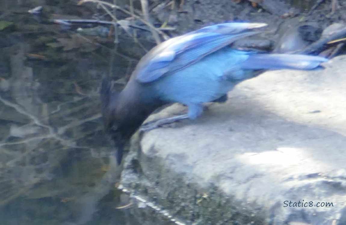 Steller Jay leaning from a rock to drink water