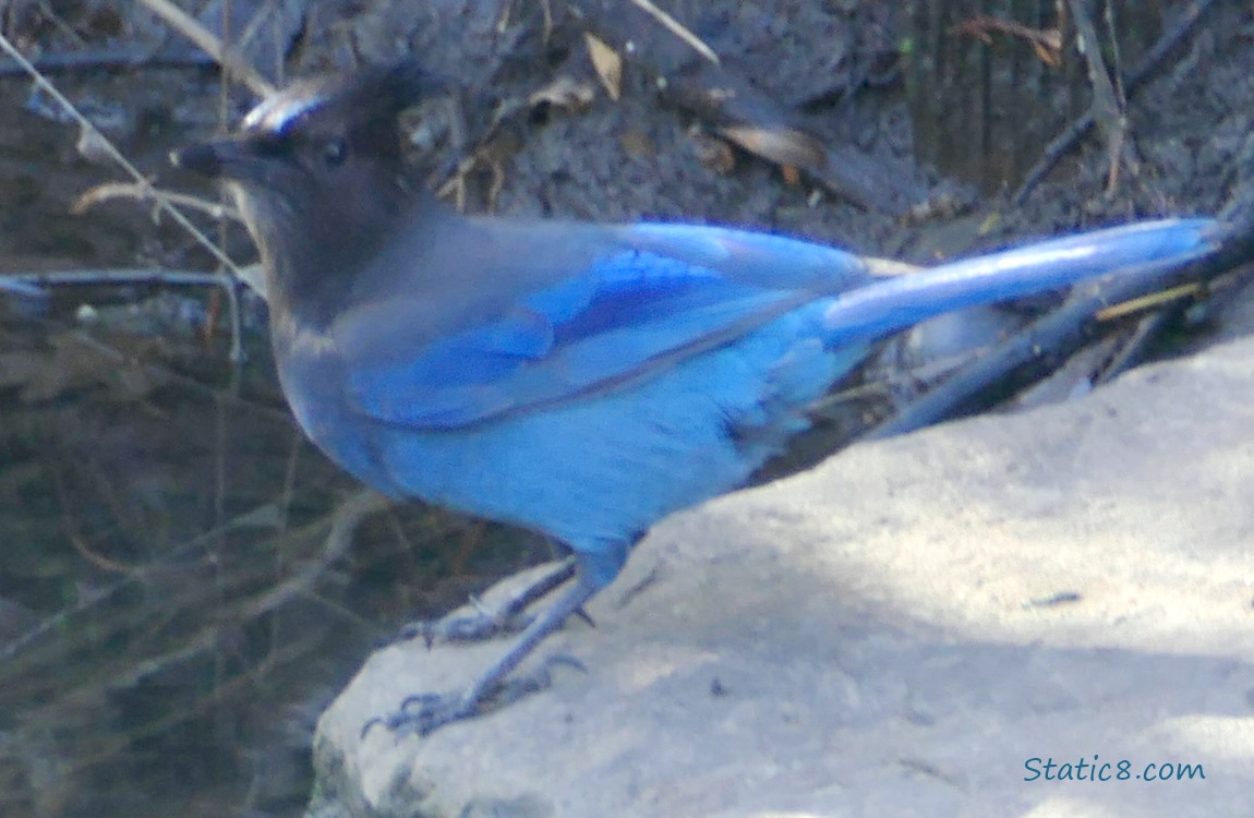 Steller Jay standing on a rock