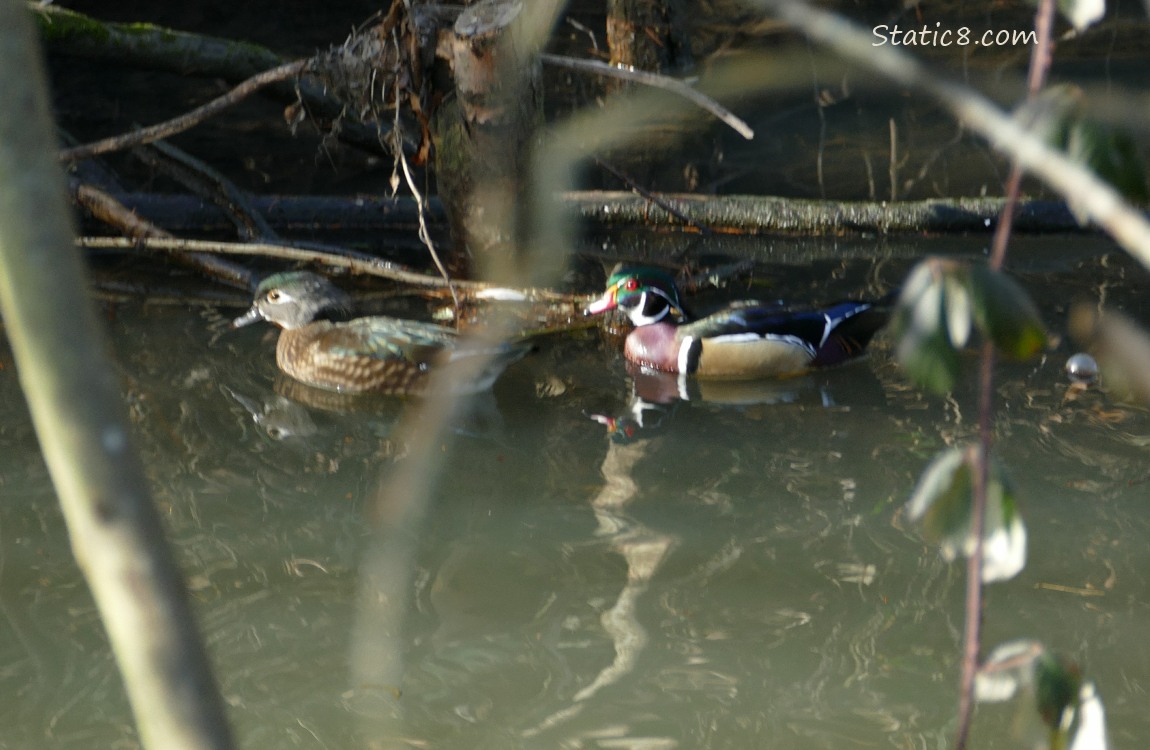 Pair of Wood Ducks paddling in the water near the bank