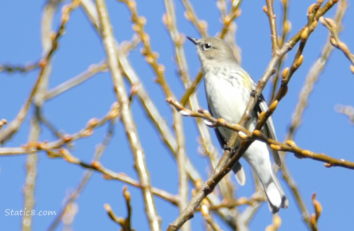 Yellow Rump Warbler up in a tree with blue sky behind
