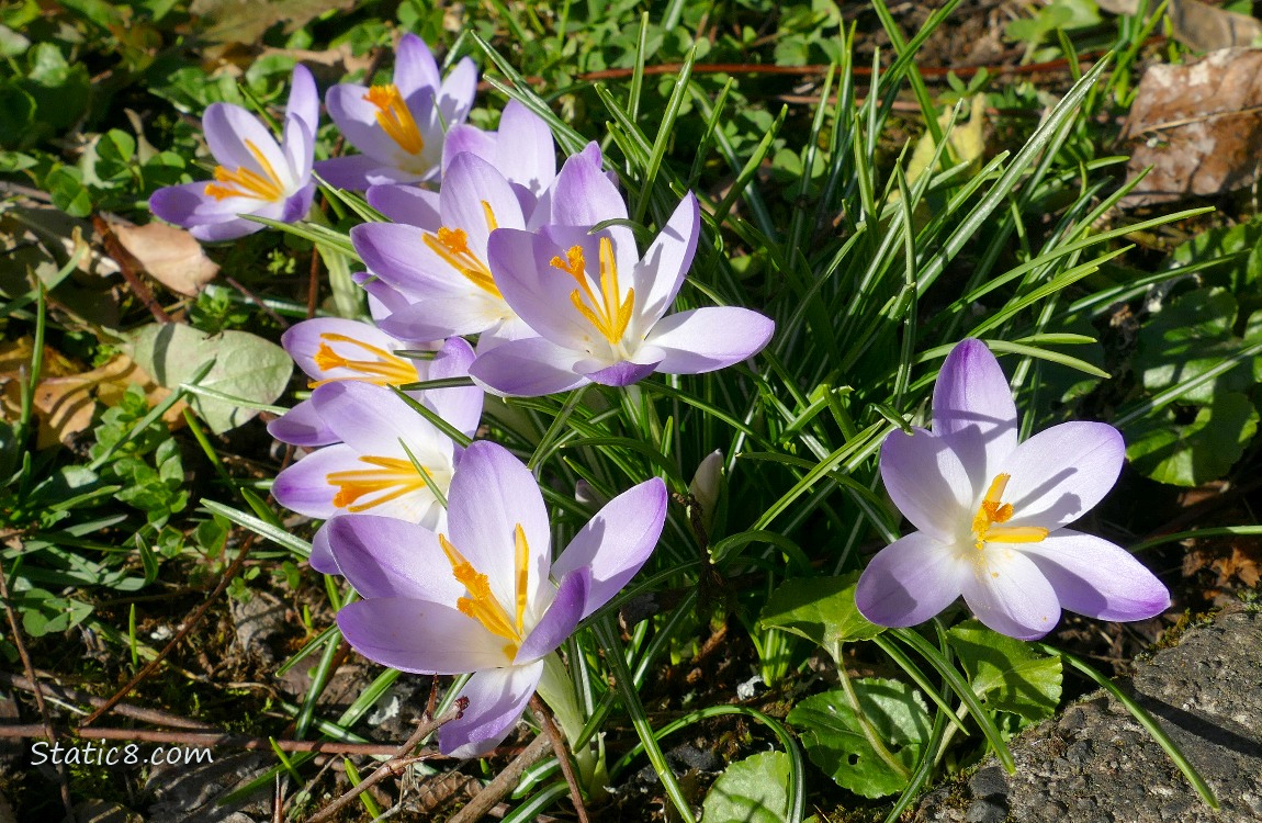 Pale purple Crocus blooms