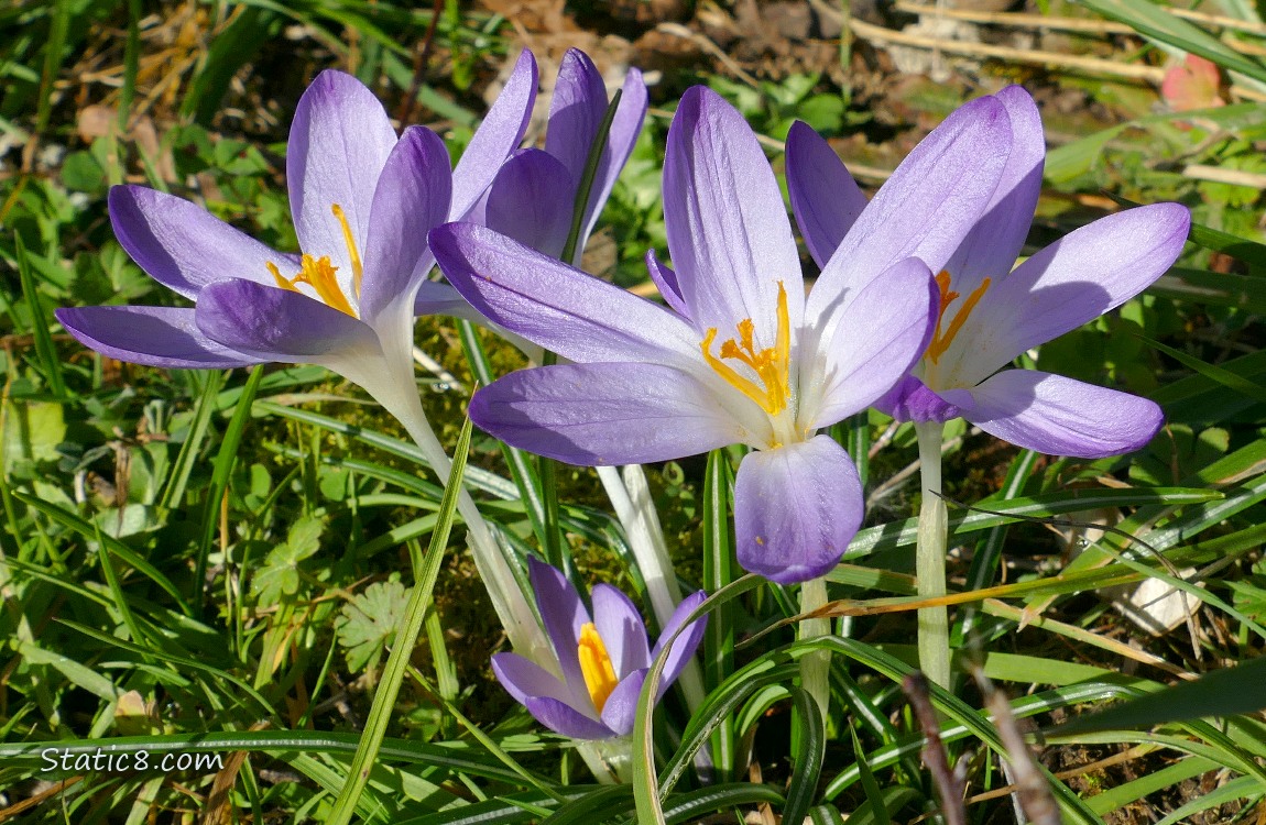 Pale purple Crocus blooms