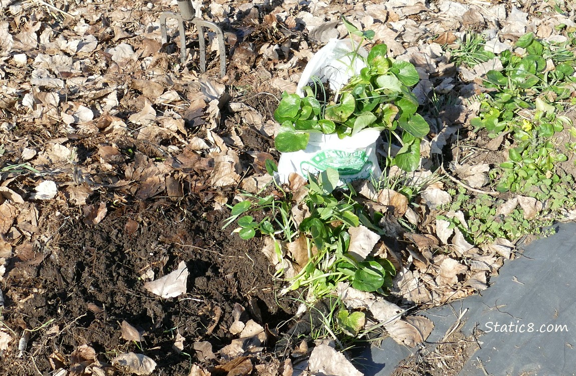 Lesser Celandine dug up and put in a white trash bag