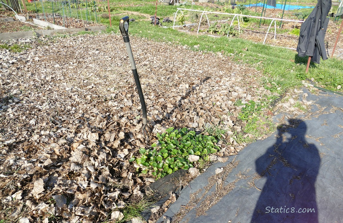 Garden plot covered with dead leaves