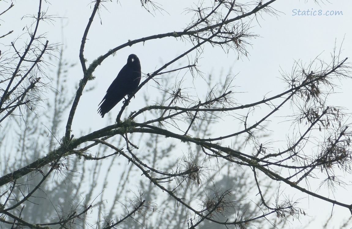 Silhouette of a crow standing in a winter bare tree
