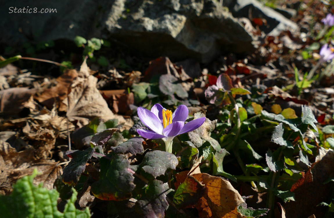 Single Crocus bloom