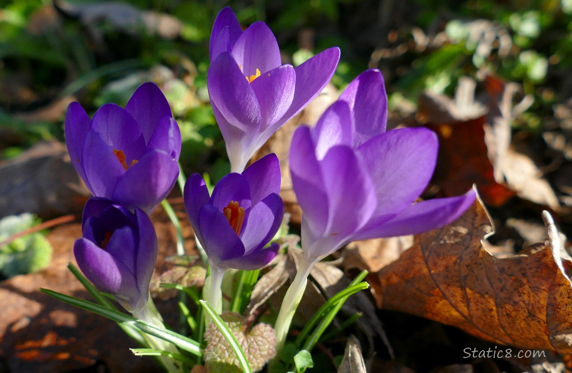 Crocus blooms