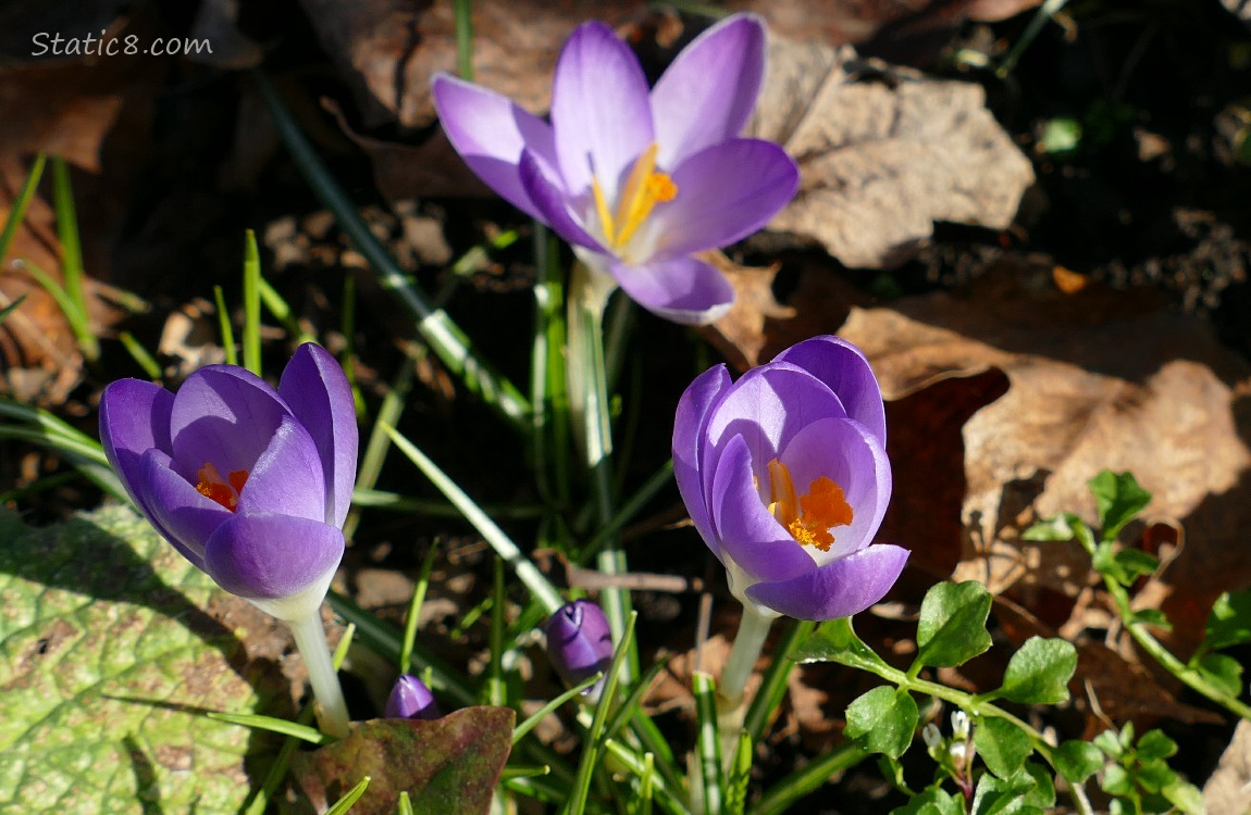 Three Crocus blooms