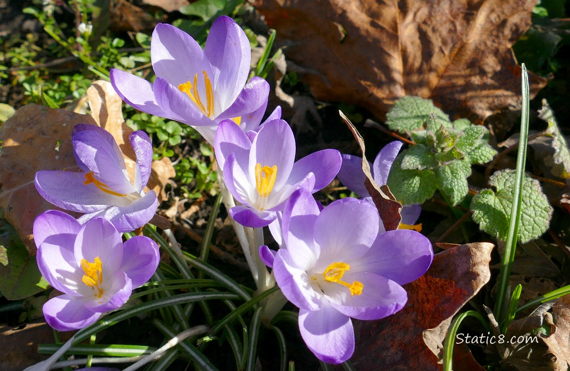 light purple Crocus blooms