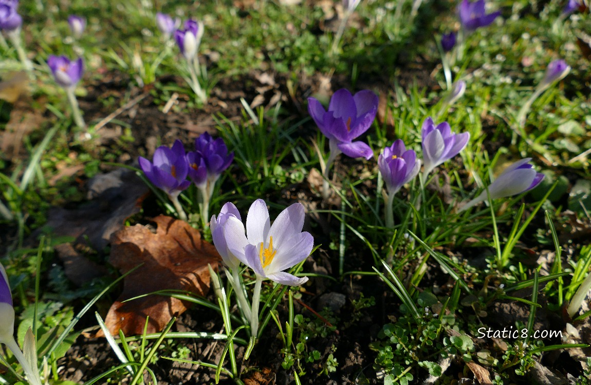 Light purple Crocuses bloomin in the grass