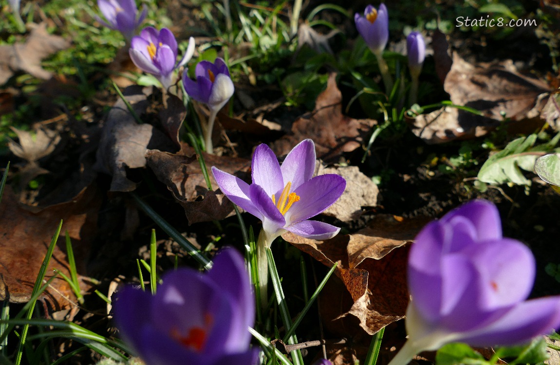 A crocus bloom lit by a ray of sunshine