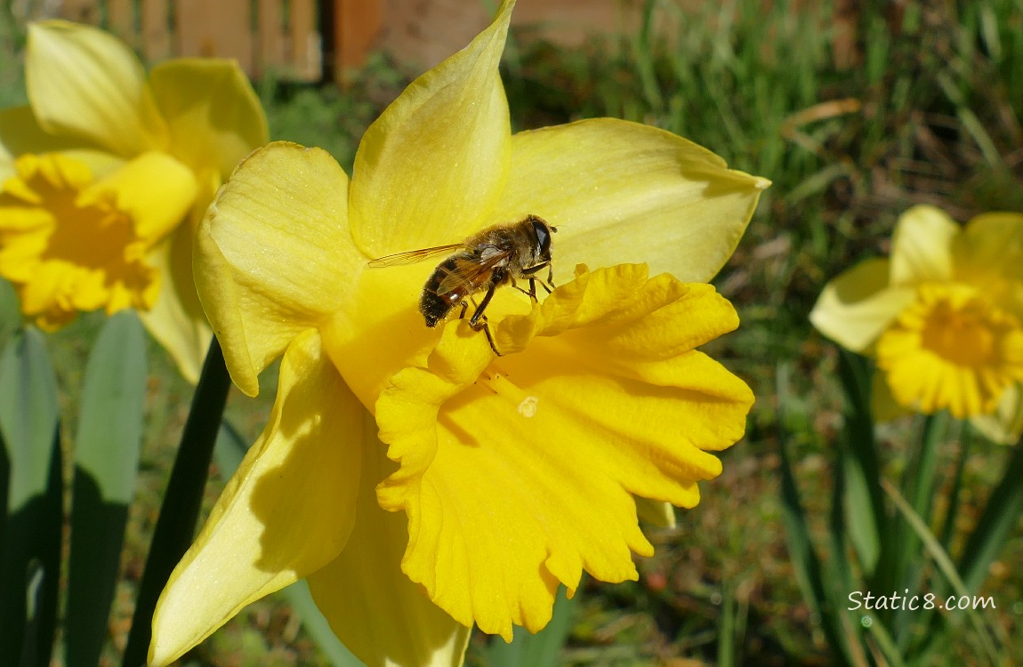 Hoverfly standing on a Daffodil bloom