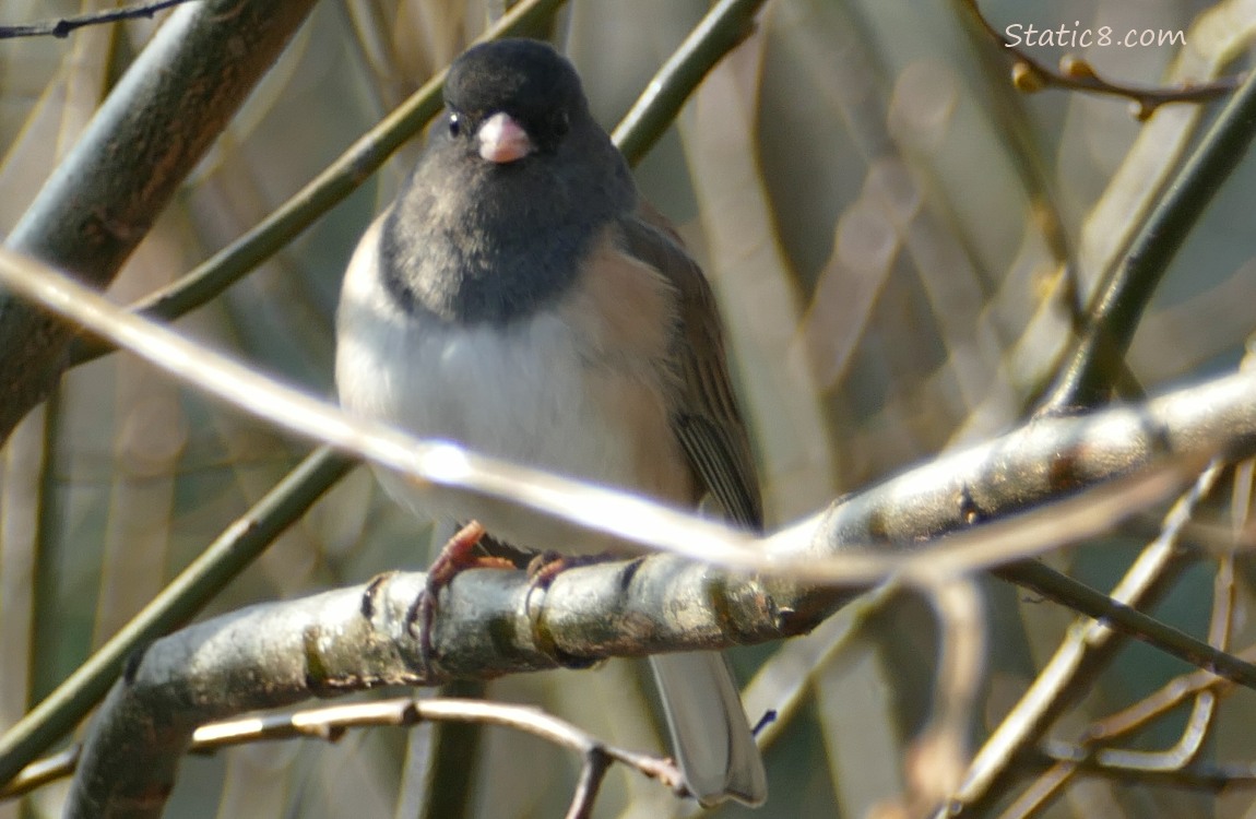 Junco standing on a branch