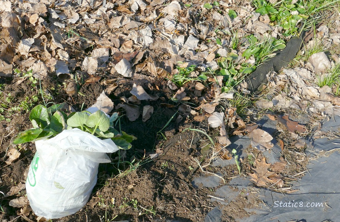 Lesser Celandine bagged in a white trash bag