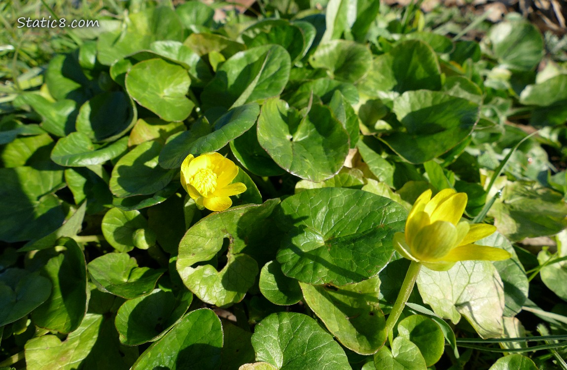 Lesser Celandine growing with two blooms