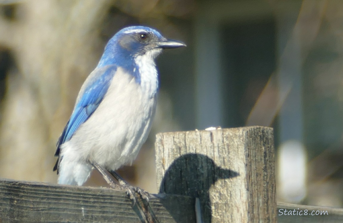 Scrub Jay standing on a wood fence