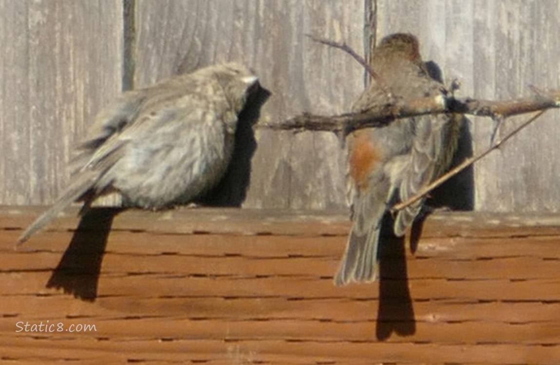 Sunning House Finches standing on a wood fence