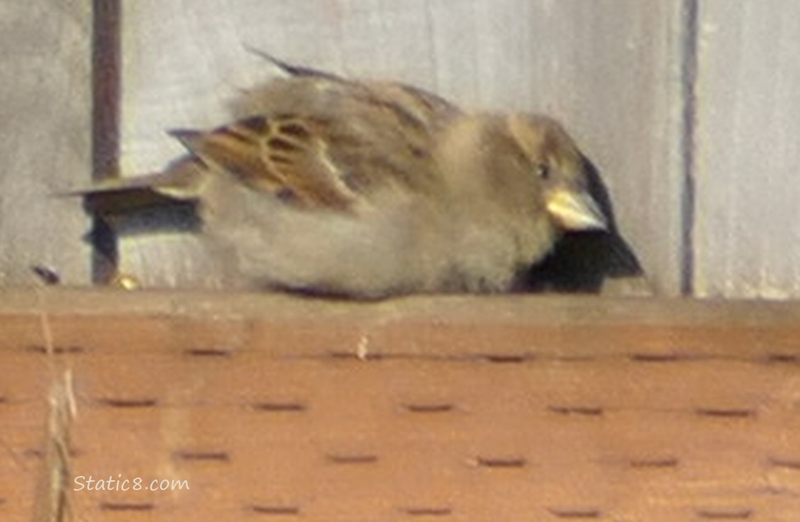 Sunning House Sparrow, crouched on a wood fence