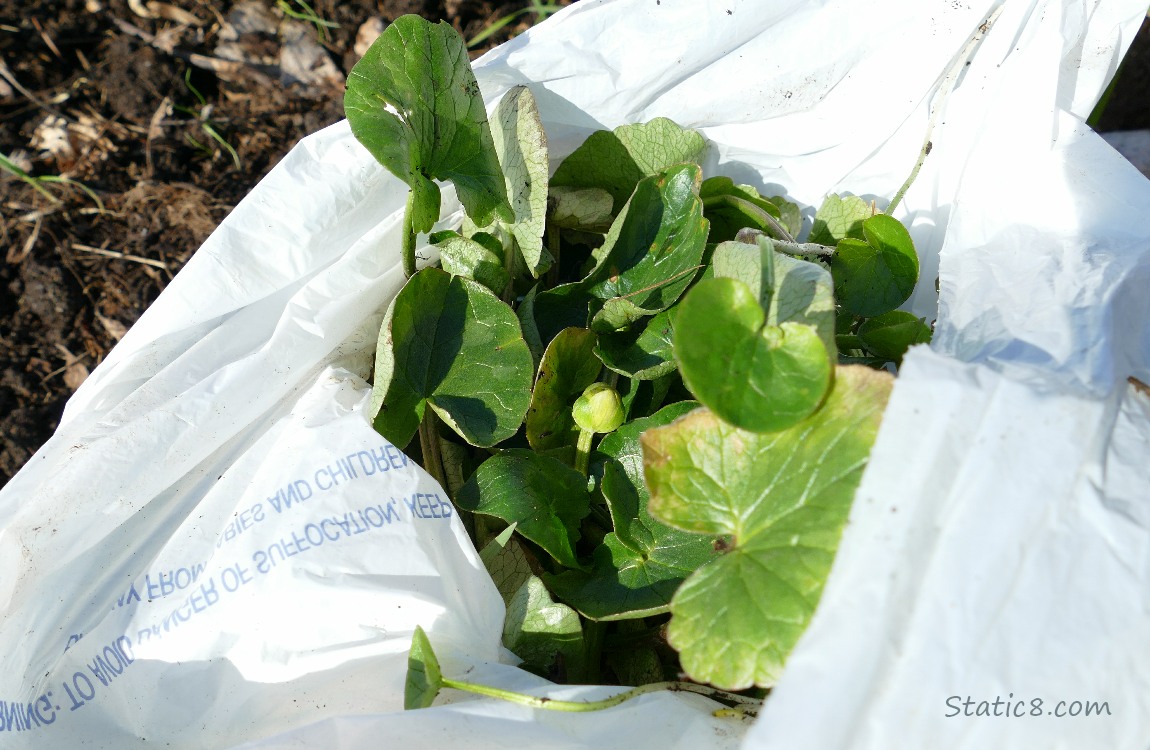 Bagged Lesser Celandine