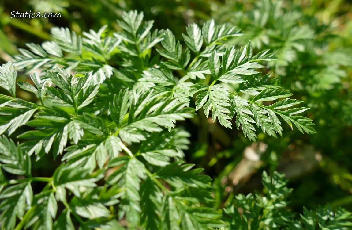 Leaves of Poison Hemlock