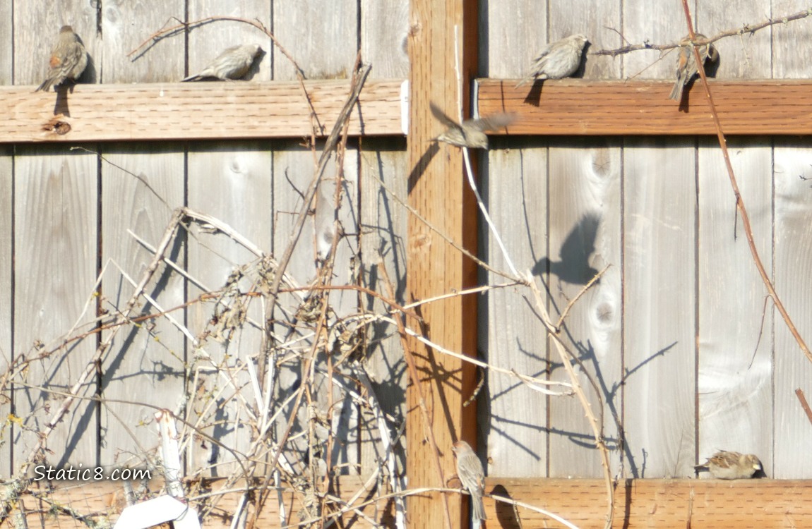 Sunning Sparrows standing at the back of a wood fence