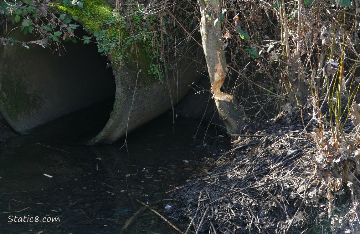 Beaver chewed tree