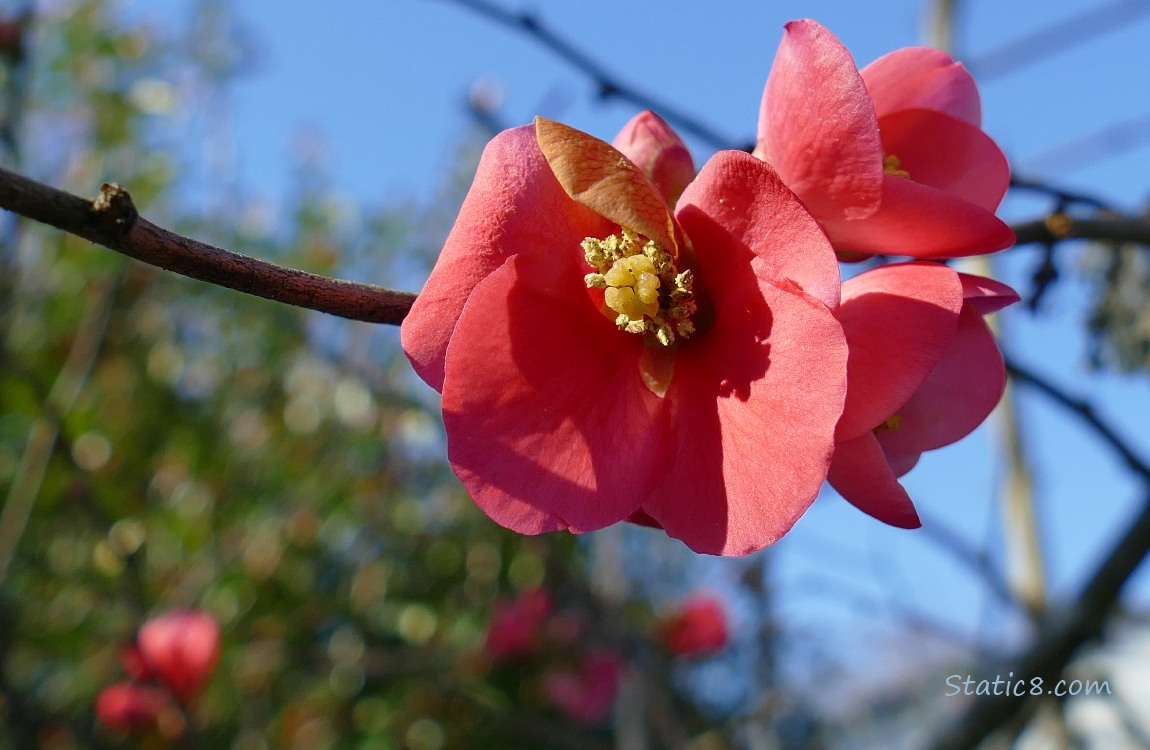 Flowering Quince blooms
