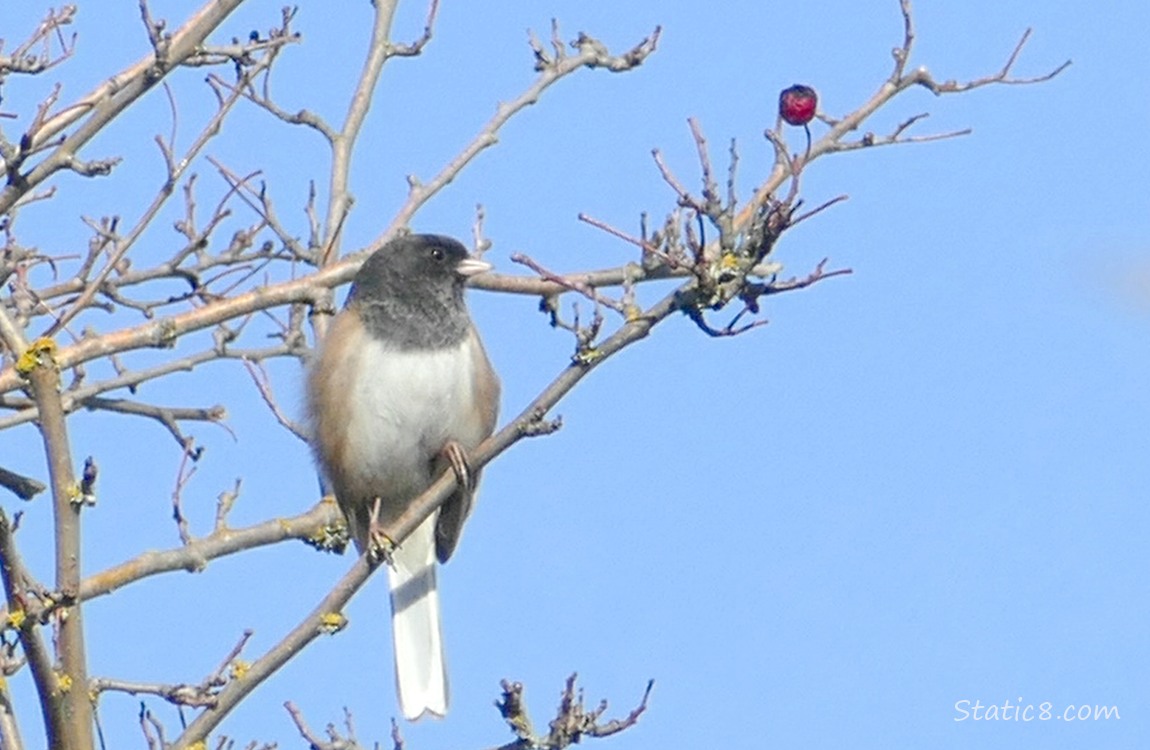 Junco standing in a winter bare tree with a single red berry, blue sky behind
