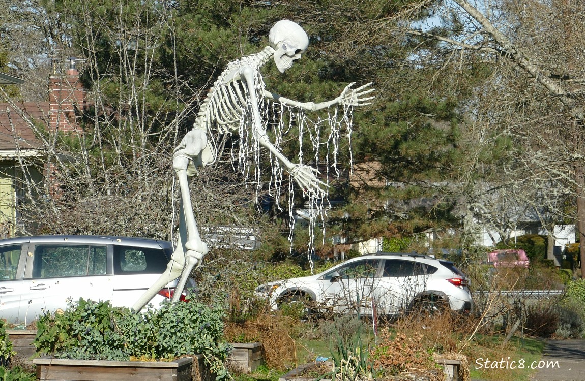 Skeleton with holiday lights hanging from the arms