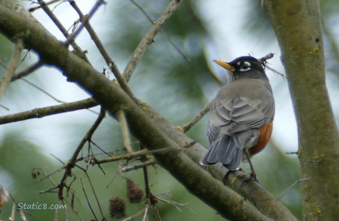 American Robin standing in a winter bare tree