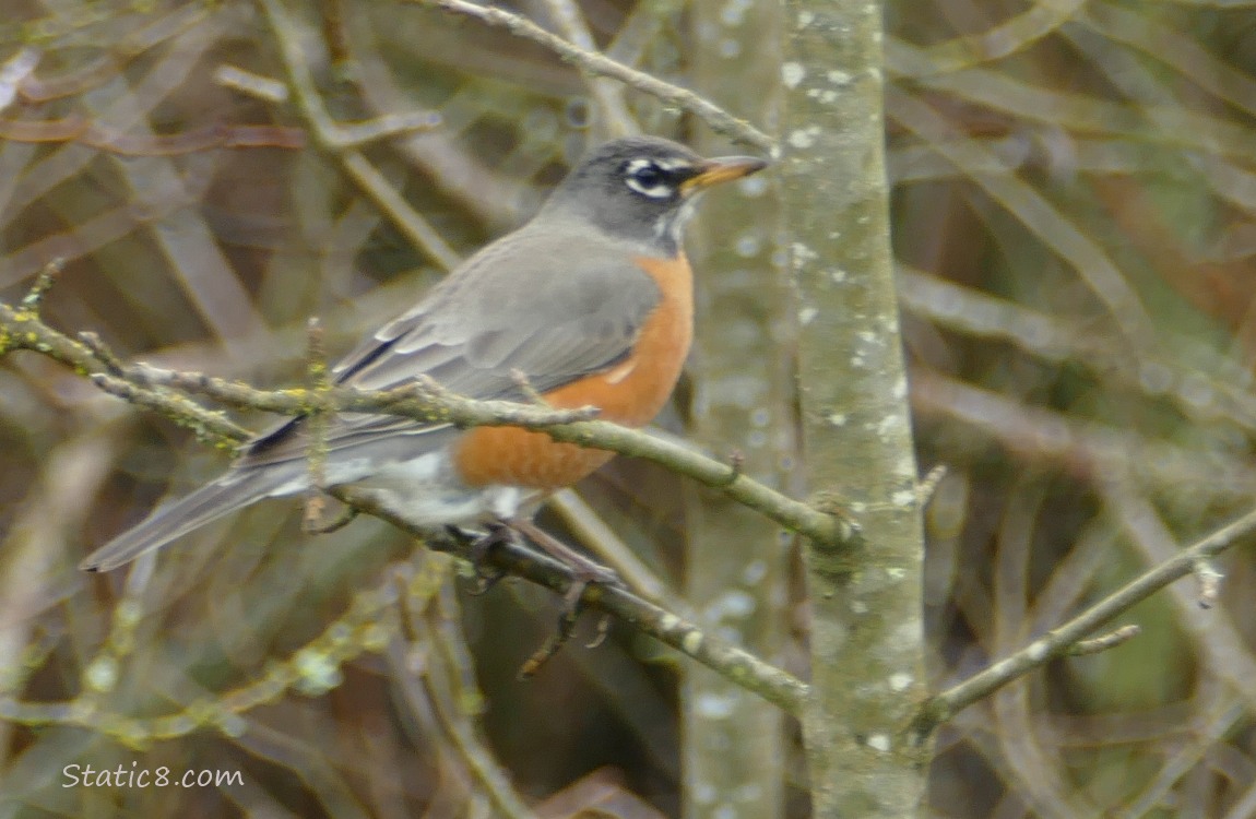 American Robin standing in a small tree