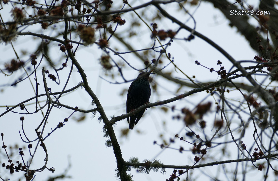 Silhouette of a bird in a tree