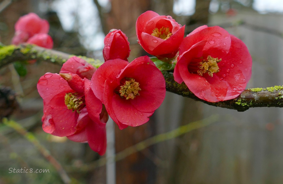 Flowering Quince blooms with raindrops