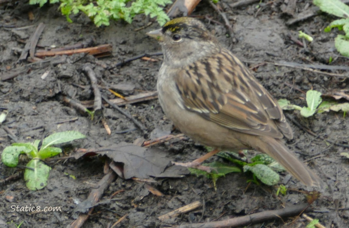 Golden Crown Sparrow standing on the mud with a couple small, green plants