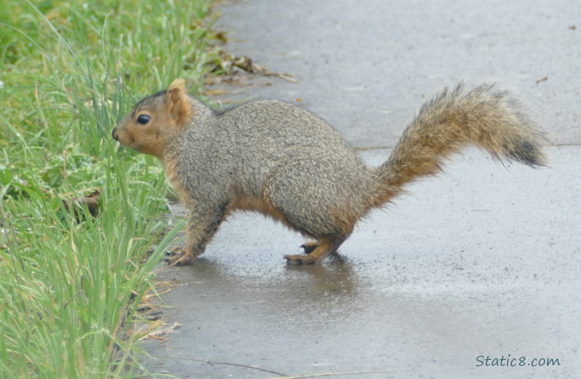 Squirrel standing on the sidewalk next to the grass