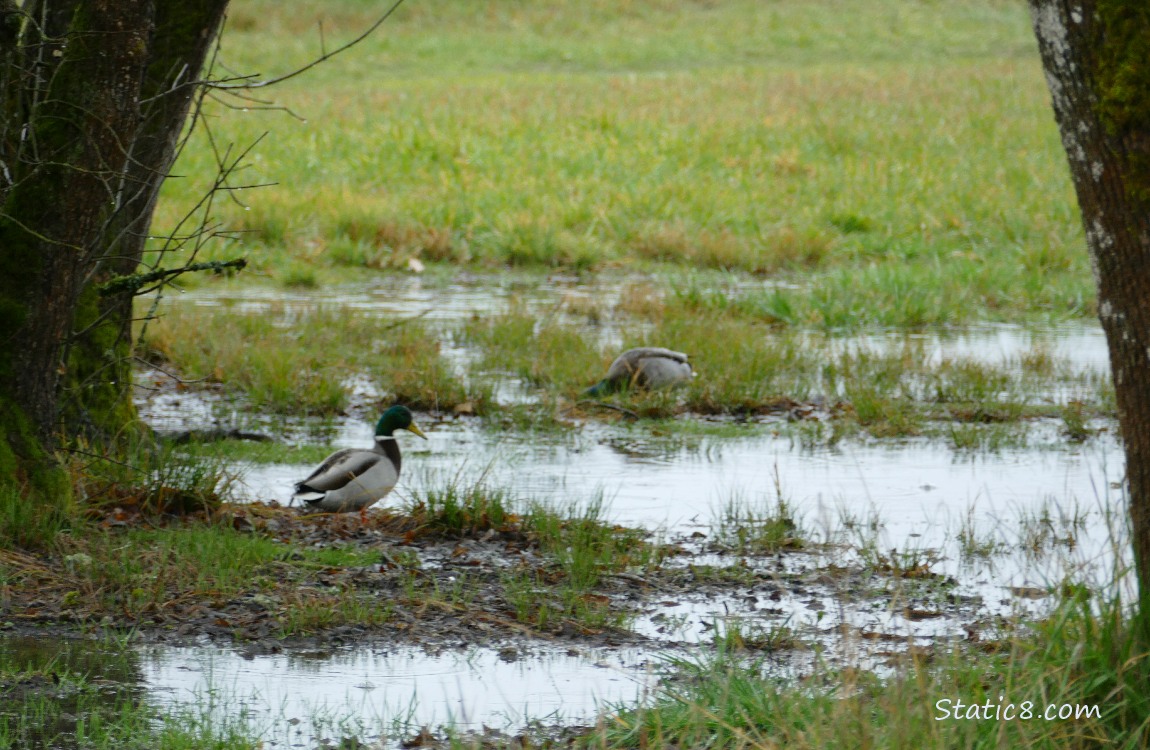 Ducks in the grassy puddle