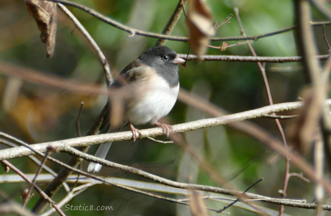 Junco standing on a twig