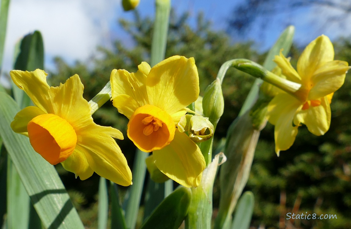 Yellow and orange Narcissus blooms