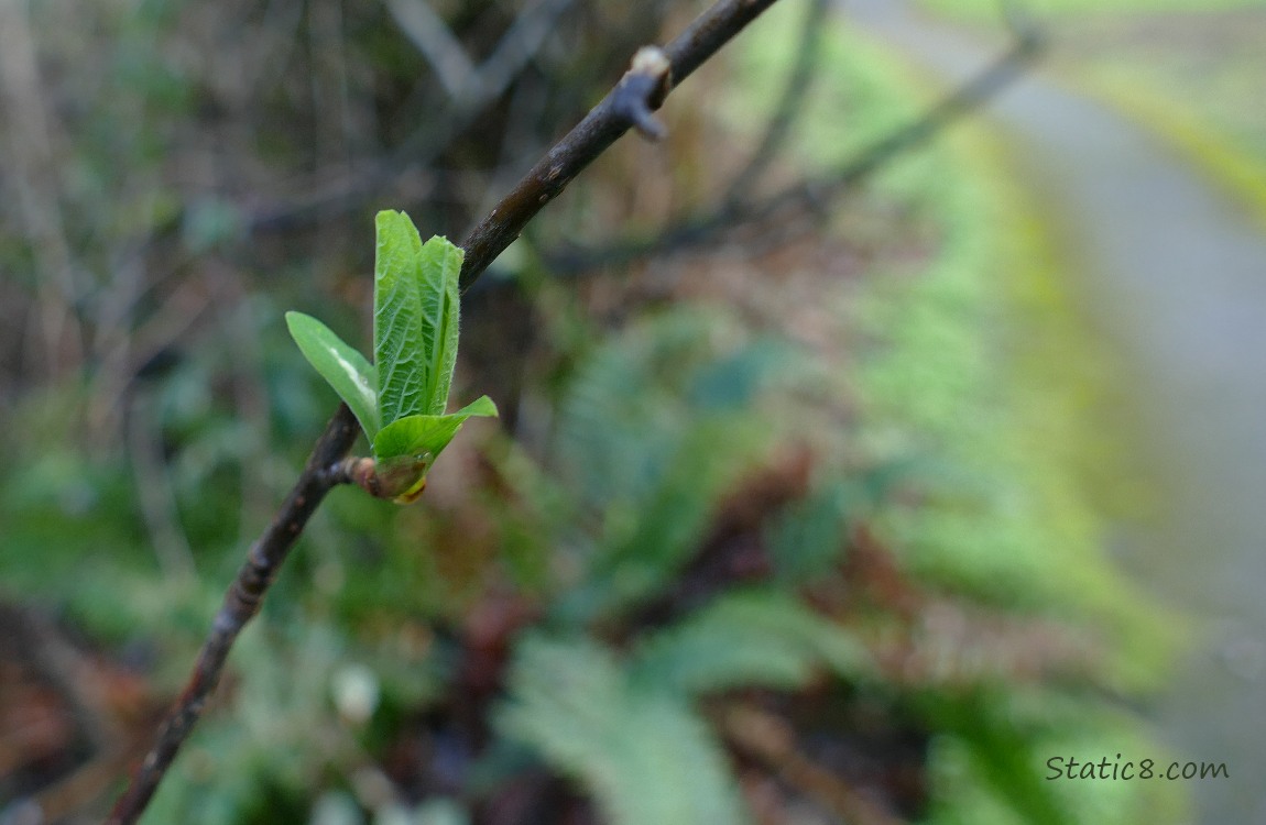 Osoberry leaves growing