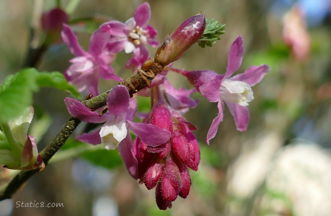 Red Flowering Currant blooms