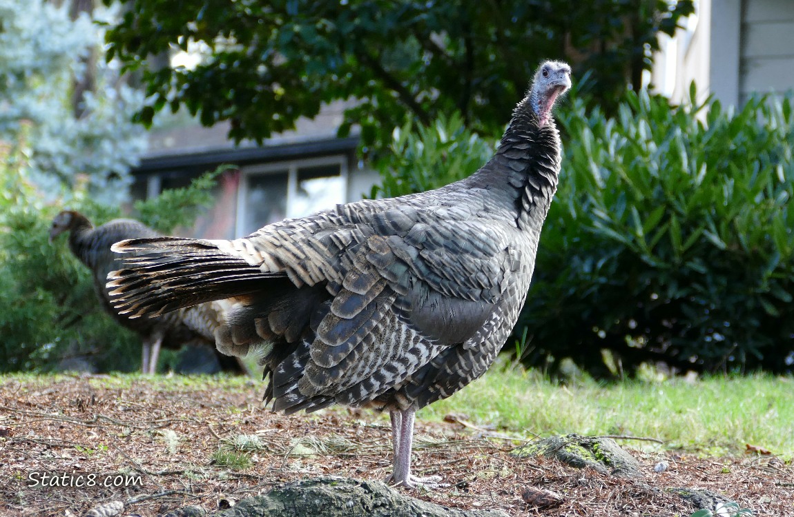 Wild Turkey standing in front of a house