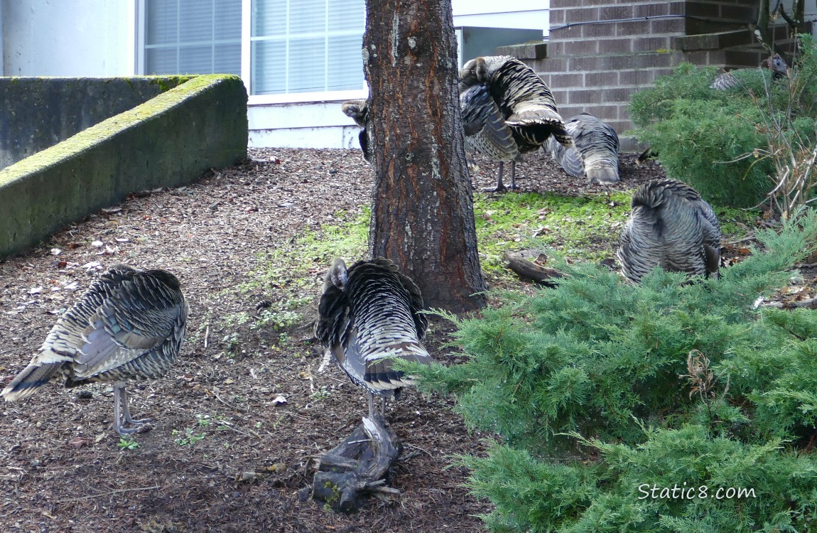 Preening Turkeys standing in a yard