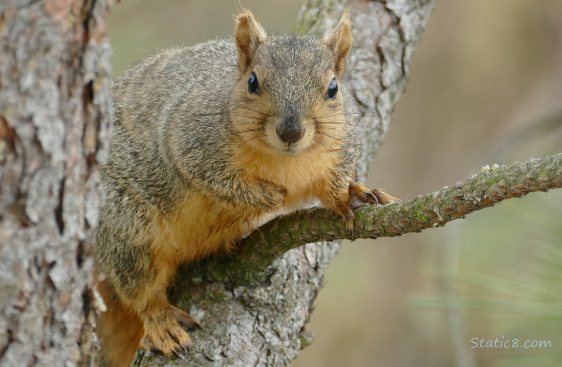 Squirrel sitting on a pine tree branch